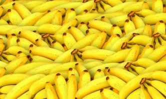 Силно заразна гъба в почвата застрашава бананите с изчезване