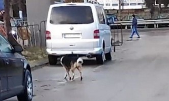 Заловиха кучето, нападнало 5-годишно дете в Ловеч