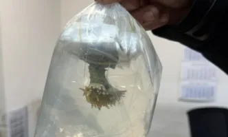 Задържаха живи корали на МП Капитан Андреево