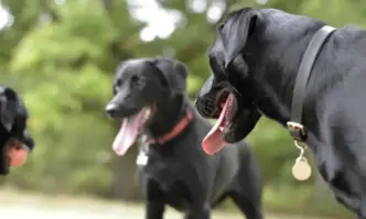 Кучета нахапаха 81 годишна жена в Силистренско съобщиха от полицията Сигналът за