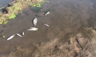 Опасни пестициди изтровили рибата в Марица, чакат още поражения