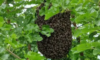 Пчеларският сектор е поставен на колене Добивите от мед са