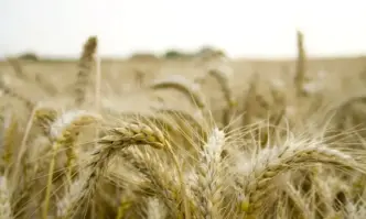 България ще се откаже от забраната за внос на украинско зърно