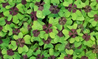 Ах късметът  Това е онази невидима нишка която свързва случайността и