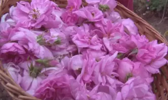 Напрежение сред розопроизводителите – за тази година браншът не е