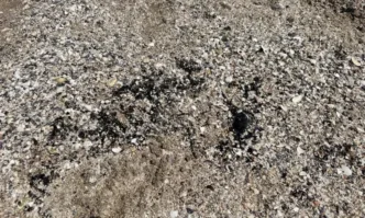 Плажната ивица в Поморие е залята с нефтени петна които