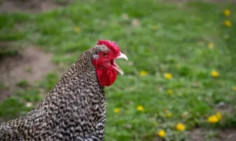 Малки ферми ще продават яйца без маркировка при нови правила