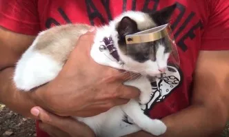 Мексиканец създаде предпазни щитове за котки