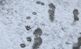 Втори сняг натрупа тази нощ в столицата и други части