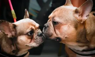 Ресторант Fiuto в Рим предлага гурме ястия за кучета съобщи