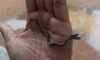 Рядко срещана двуглава змия шокира фотограф в Индия