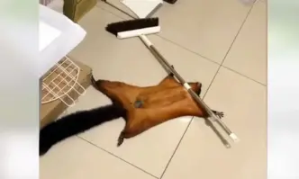 Летяща катерица направо стана сензация в Интернет Домашният любимец успешно