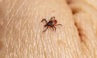 Кърлежи вече няма да се изследват в Националния център за