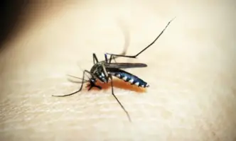 През топлите летни месеци комарите често се превръщат в постоянна