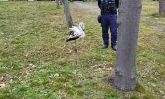 РИОСВ помогнаха на птицата Фламинго се появи пред жилищен блок