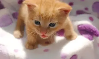 14 годишно момче е задържано в Димитровград след жестоко насилие над