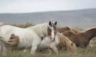 По традиция празникът се пада винаги в събота – Тодорова
