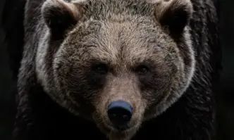 Мечката всяка вечер идваше и влизаше в обора трябваше да