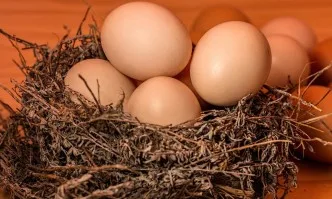 Изненада! Кокошки в Шотландия снасят лечебни яйца