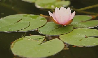 В четвъртък ще е слънчево с разкъсана висока облачност Ще