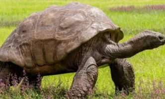 Най-възрастната костенурка в света попадна в центъра на крипто измама