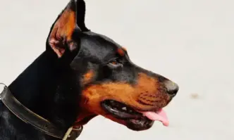 Жена от Велико Търново е в болницата с травма на