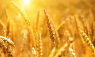 Словакия също спира вноса на украинско зърно