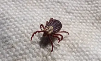 Над 15 кърлежа по лицето и ръцете на детето си