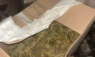 Пет конопени растения бяха открити при проверка в частен дом