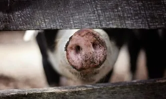 Свиневъди похвалиха мерките срещу африканската чума по свинете