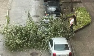 Паднали дървета и повредени коли след бурята в Пазарджик /СНИМКИ/