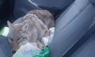 Беше много гладен ядеше мъртъв заек лежащ там край пътя