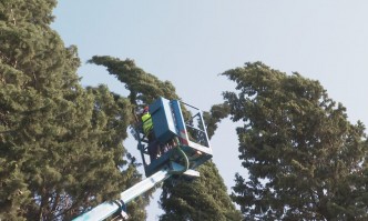 Сигнали за паднали дървета заради силния вятър в Бургаско