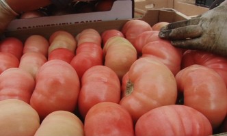 Производителите на плодове и зеленчуци излизат на национален протест пред