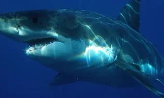 Откраднаха жива акула от аквариум в Тексас