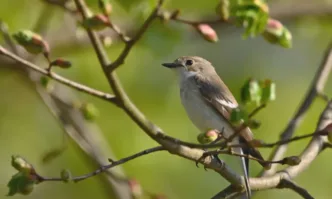 Облаци, дъжд и сняг бележат началото на пролетта