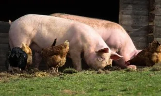 Обявиха бедствено положение в Плевенско заради чумата по свинете
