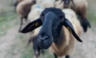 В четири стада овце и кози в префектура Еврос Североизточна