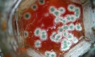 Затвориха хотел в Турция заради разследване за отравяне с храна, причинило смъртта на жена и двете ѝ деца