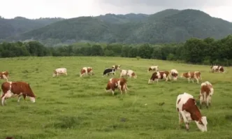 Ветеринарните служби са започнали масова ваксинацияМерки срещу заболяването антракс започват
