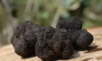 Над 100 хиляди ловци на трюфели и берачи на диворастящи