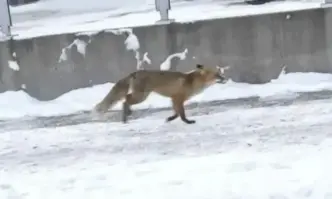 Ако срещнем лисица в градска среда – Не я хранете и не я пипайте