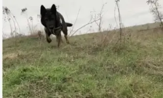 Пореден случай на открити мъртви животни и редки видове птици