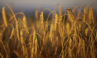 Зърнопроизводители отчитат слаба реколта на жито