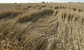 Фермерите искат компенсации от ЕК за вноса на украинско зърно