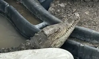 Под засилено полицейско присъствие успяха да изведат крокодила от софийския