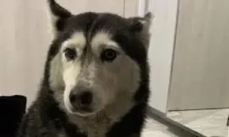 Повдигнато е обвинение за причиняване на смърт на гръбначно животно