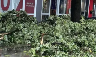 Силна буря в Провадия - паднали клони и вятър със скорост от поне 70 км/ч