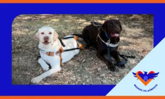 Каузата Очи на 4 лапи – всеки може да помогне