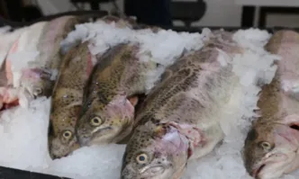България е една от държавите които консумират най малко риба